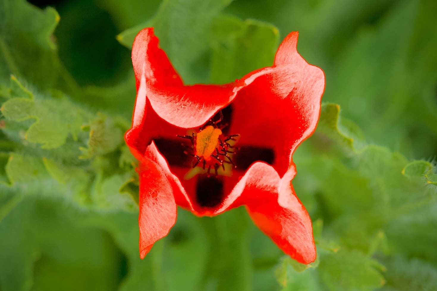 Exploring the Science Behind Fascia and Emotions