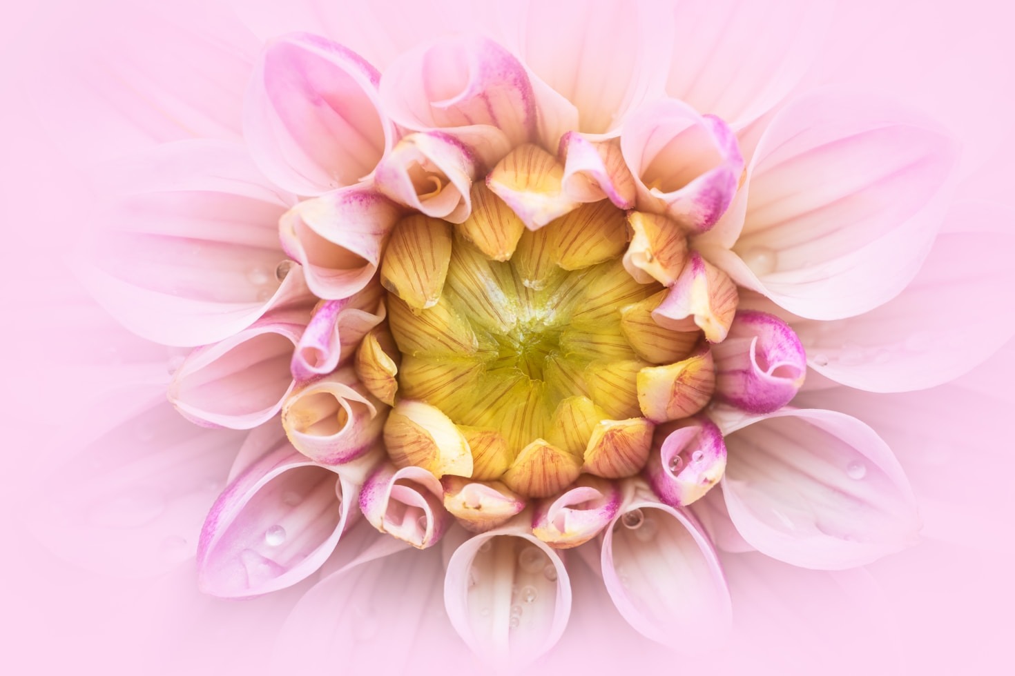 Creating Resilient Communities Through Fascia Knowledge